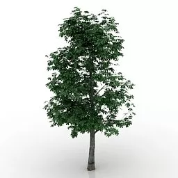Chestnut Plant Tree 3d model