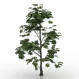 Chestnut Plant 3d model