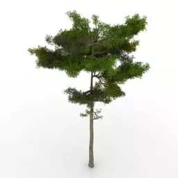 Lowpoly Plant Pine Tree 3d model