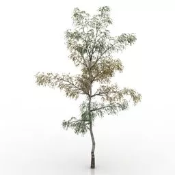Lowpoly Plant Birch 3d model