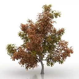 Autumn Leaves Maple Tree 3d model