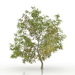 Maple Tree V2 3d model