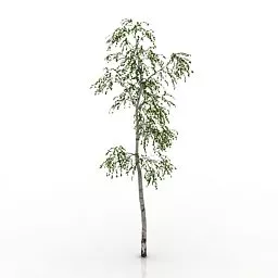 Tall Tree 3d model Tall Tree 3d model