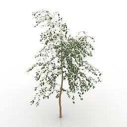 Garden Tree V1 3d model