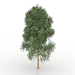 Garden Tall Tree 3d model