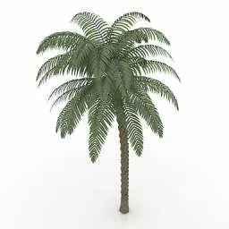 Asia Palm Tree 3d model