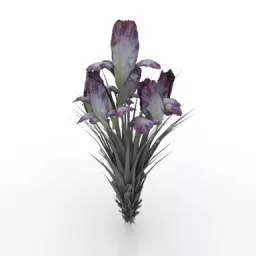 Nature Violet Flower 3d model