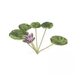 Lotus Plant 3d model Lotus Plant 3d model