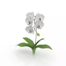 White Flower Plant 3d model