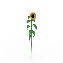 Sunflower Lowpoly Plant 3d model