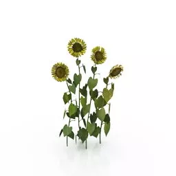 Sunflower Lowpoly 3d model