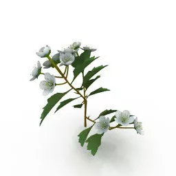 Flower Branch 3d model
