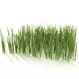 Small Grass Bush 3d model