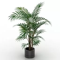 Small Leaves Pot Palm Tree 3d model