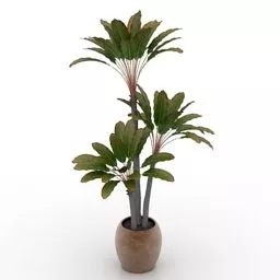 Indoor Pot Palm Tree 3d model