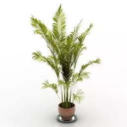 Palm Potted Decoration 3d model