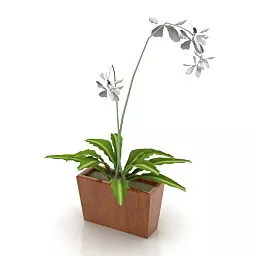 Orchid Flower In Pot 3d model