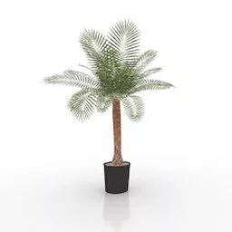 Small Potted Palm Tree 3d model