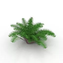 Garden Small Fern Plant 3d model