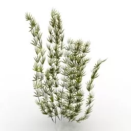 Algae Ivy Plant 3d model