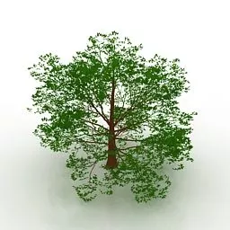 American Beech Tree 3d model