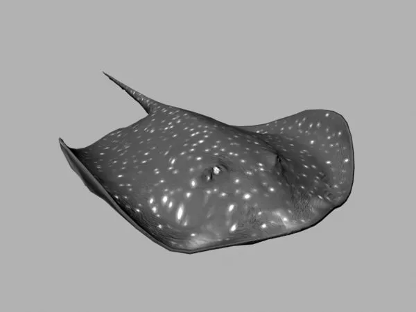 Animated Stingray Animal 3d model Animated Stingray Animal 3d model