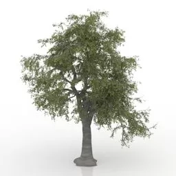 Ash Tree 3d model