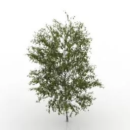 Garden Birch Tree 3d model