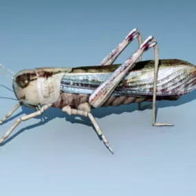 Locust Buffalo Animal 3d model