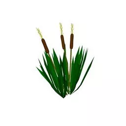 Garden Bulrush Flower 3d model