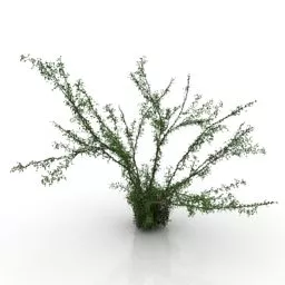 Garden Bush Caragana 3d model
