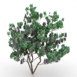 Nature Bush Lilac Tree 3d model Nature Bush Lilac Tree 3d model