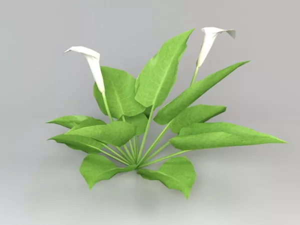 Nature Calla Lily Plant 3d model Nature Calla Lily Plant 3d model