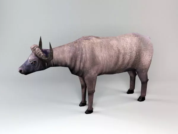 Bison Buffalo 3d model