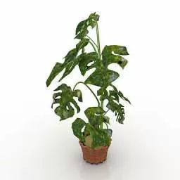 Home Potted Ceriman 3d model