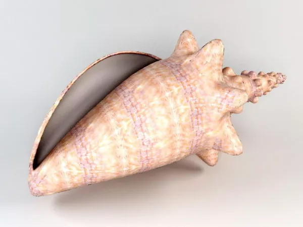 Realistic Sea Shell 3d model
