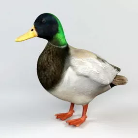 Dabbling Duck Animal 3d model