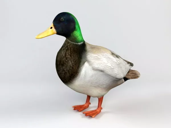 Plastic Duck Toy 3d model