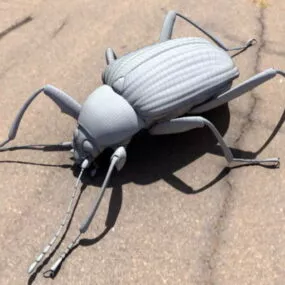 Dascilloidea Beetle Animal 3d model
