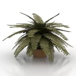 Garden Fern 3d model