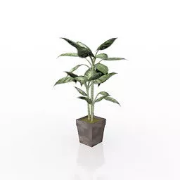 Ficus Pot Plant 3d model