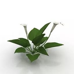 Garden Flower Calla 3d model
