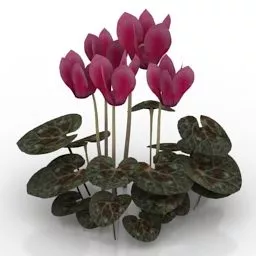 Garden Flower Cyclamen 3d model
