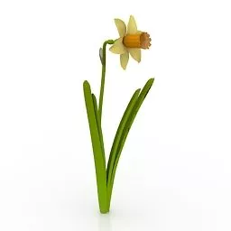 Garden Flower Daffodil 3d model