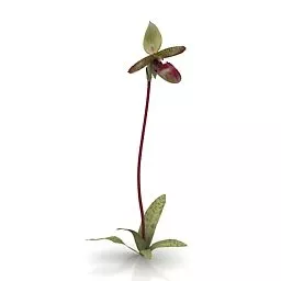 Garden Flower Garnet Orchid 3d model