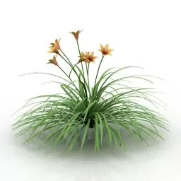 Hemerocallis Flower Plant 3d model