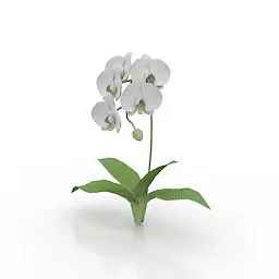 Flower Kotyou Plant 3d model