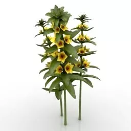 Flower Lysimachia Punctata Plant 3d model