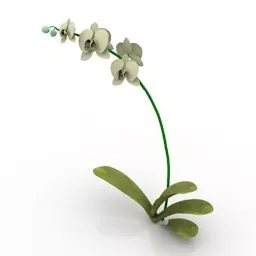 Lowpoly Plant Flower Phalaenopsis Orchid 3d model
