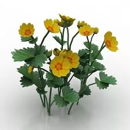 Yellow Flower Potentilla Plant 3d model